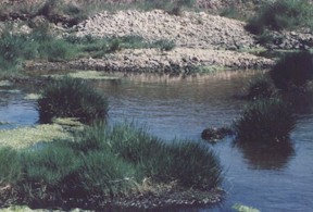 habitat.jpg (22037 bytes)