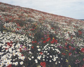 poppies.jpg (34565 bytes)