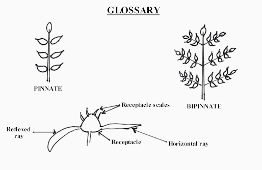 mayweed.gif (17415 bytes)