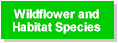 wildflower.gif (1641 bytes)
