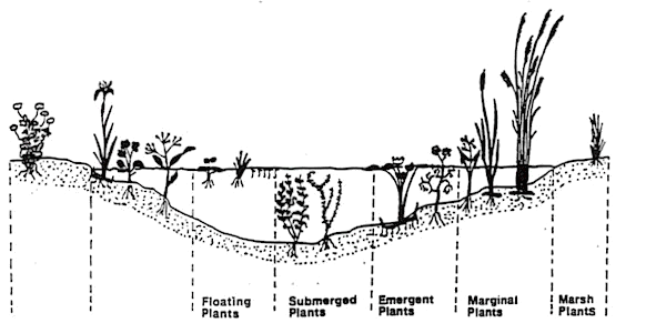 pond_plants.gif (23927 bytes)